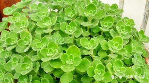 四季兰|比香水还香的几种花，放在家里养出“花海墙”，看上去超美观