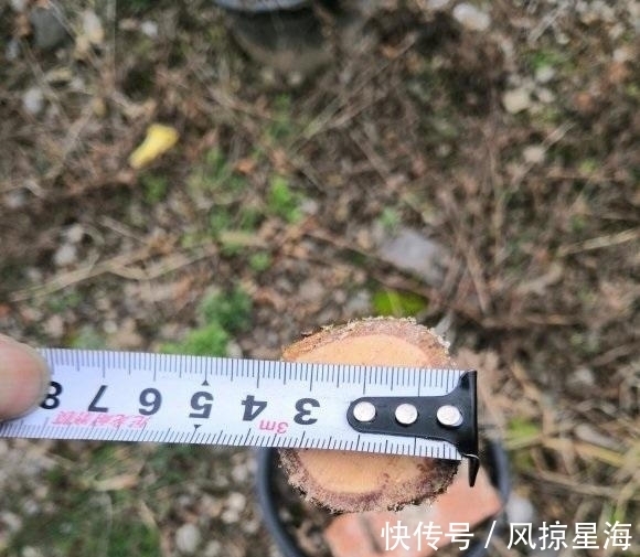 月季嫁接,用哪种砧木最好?嫁接要注意什么?这些技巧要了解