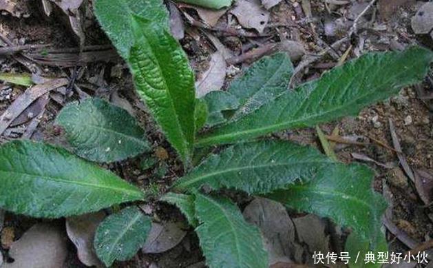 土人参|可惜了农民曾用它来喂猪，不知煲汤最靓，如今被称为“土人参”