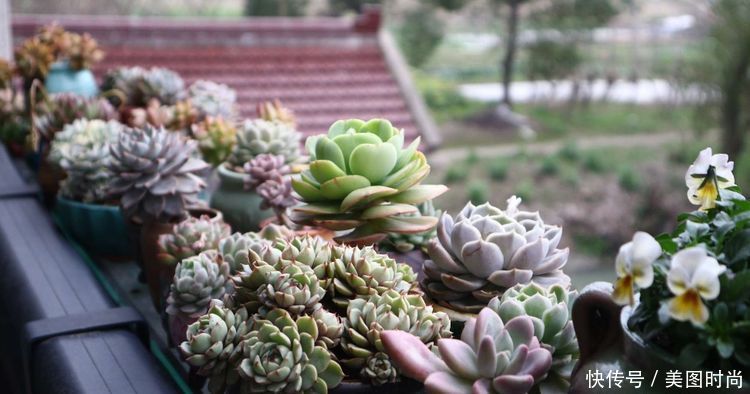 洋房|为了可以养花,我建了座小洋房,终于可以打造梦寐以求的花园了