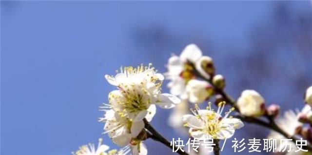 梅花@梅花相思诗词解读,人人心里,有棵梅花树