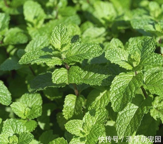 薄荷|家里气味难闻,养3种绿植错不了,家里一整天都香喷喷