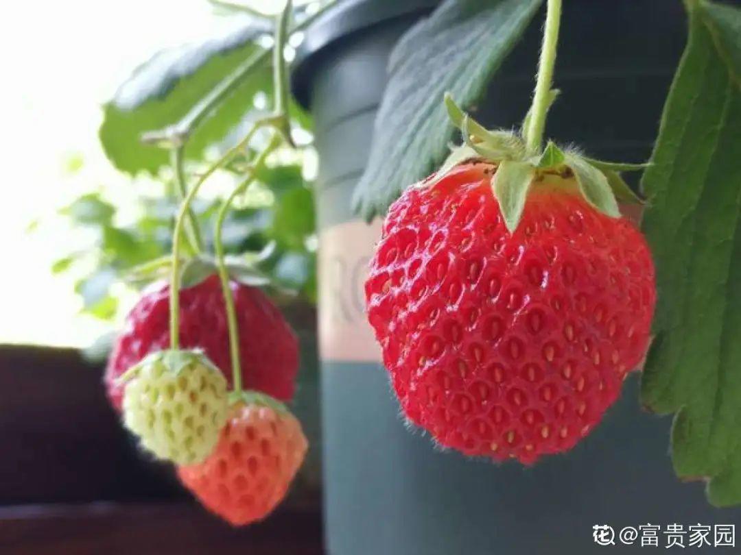 阳台养这10种菜,长得快、结果多,全家都够吃!