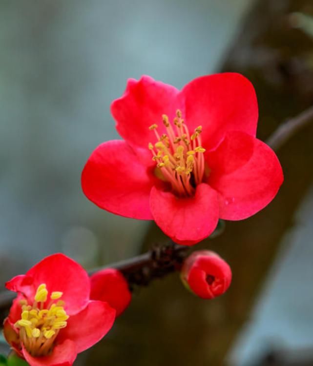 玉棠富贵，十首海棠的诗词，一起欣赏花中美人！