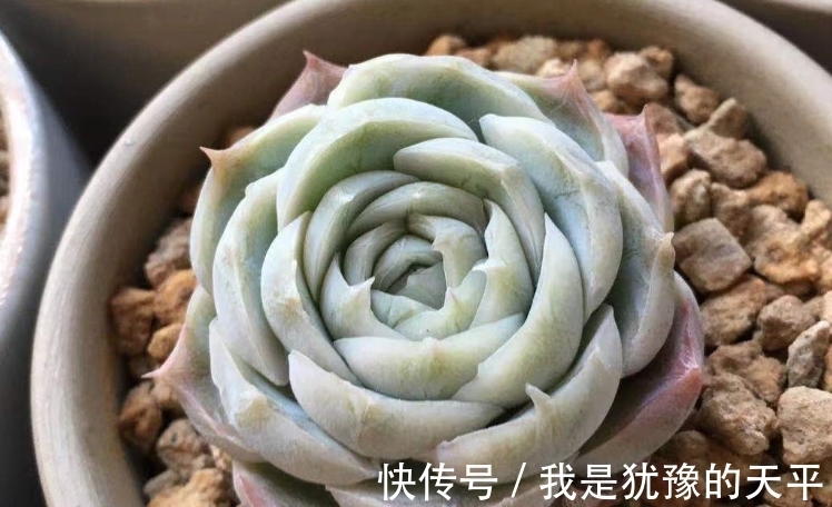 新买的多肉一换盆就挂了?那可能犯了这几种错,改正方可养好多肉