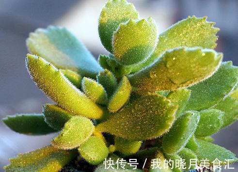 多肉植物|多肉植物叶片干瘪,最大的原因在这