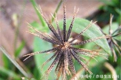 常见野草,却不知道能清热解毒