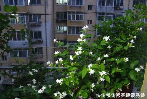 最厉害的养花营养液给茉莉花喝一勺,叶子翠绿,一盆开花100朵