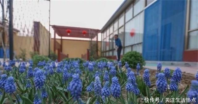 旧农舍改造成花园，一年四季花开不断，邻居看了羡慕的不得了！