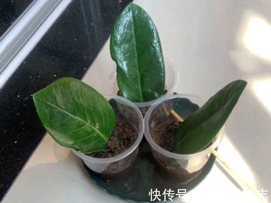 非洲堇|这花送人,只用送一片叶子,插土就活不心疼!