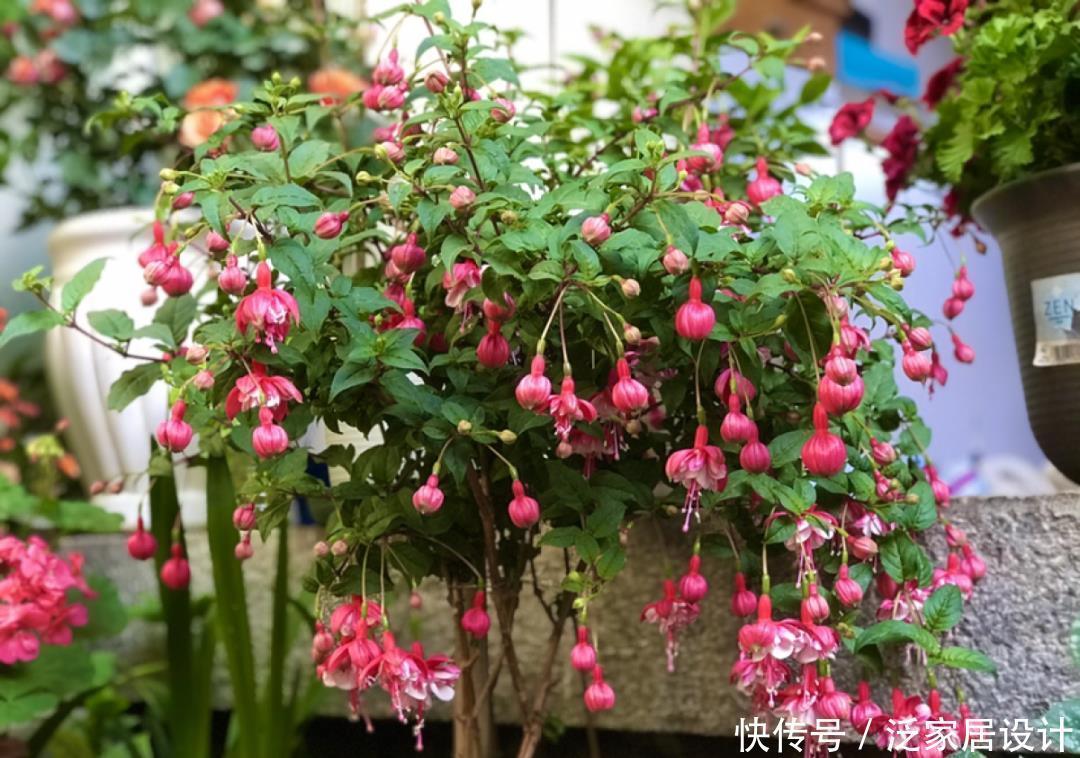 养花技巧:冬天最娇气的9种花,不要随便买,养不活浪费钱