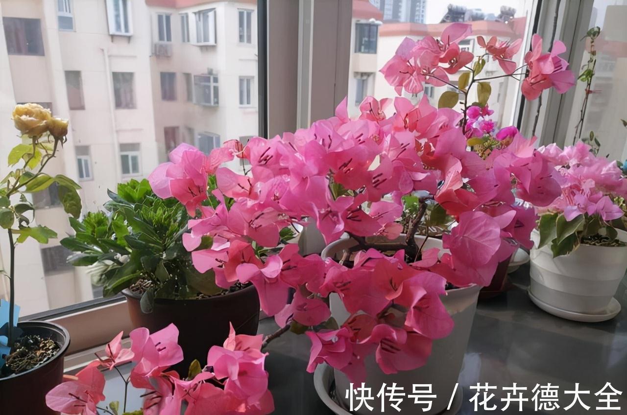 生根|9一10月,别忘记“扦插”这些花,“温度”适宜利于生根