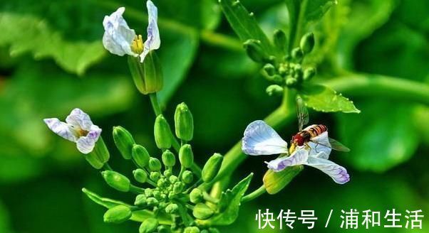 清痰|一种菜种子，顺脾胃积聚之气，从根源清痰如神助，减脂、压，消斑