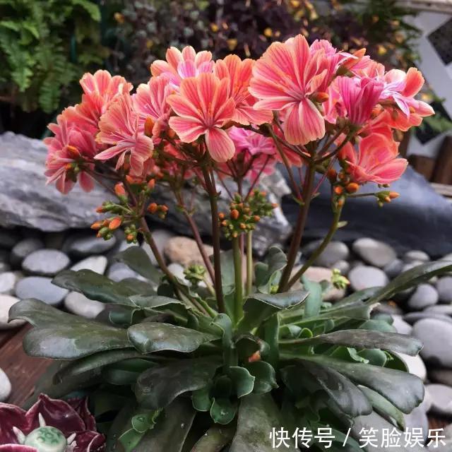 长寿花|这花像长寿花一样好养,全年不间断的开花,太美了