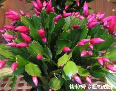 万能肥|捡来1种土块，碾碎泡水，制成万能肥，养花根壮、花多