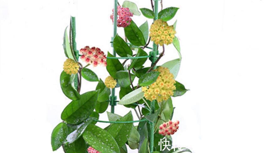 花朵|三种花比杜鹃好看,比绿萝好养,比桂花还香,谁见了不心动