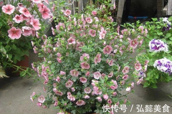 水培|3种枝条泡水里,10天长根,一次开花100朵,水培成活率更高!