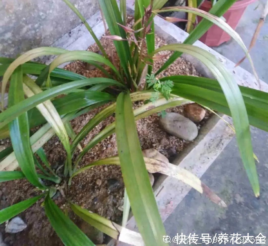 夏天怕晒的花，赶紧搬到阴凉地儿，再晒成枯杆了