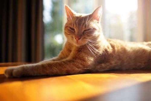 午饭|饭后半小时是“黄金养生期”,这五件事情不要做,好多人中招