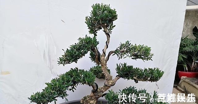 盆景|不管家中再小,一定要摆放上一盆“木中君子”!