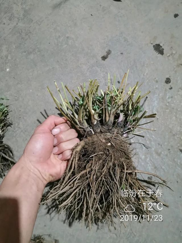 这花名字土掉渣,开花却特美,花期长达3个月