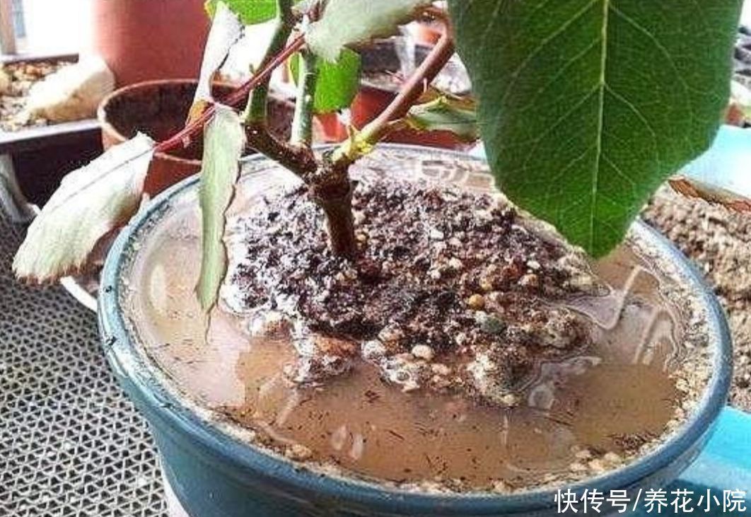 花盆里放3种“小东西”,盆土通透性好,避免出现烂根