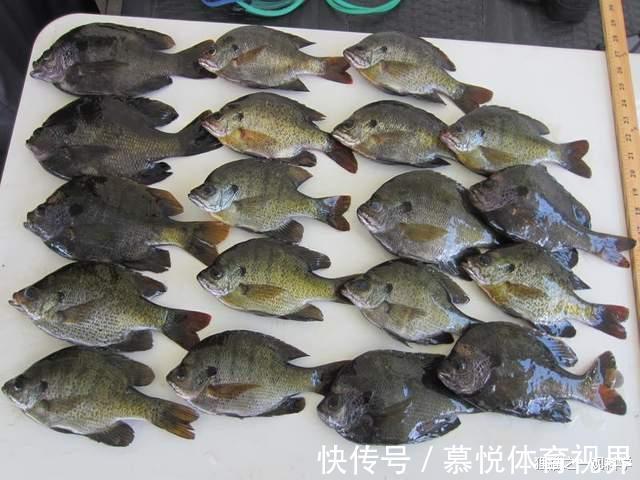 太阳鱼|一胎产上万只，5天孵化，四川多地发现大量太阳鱼，它有多可怕？