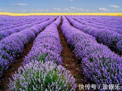 北堂|令人美到窒息的花语,世界最美的花语是什么