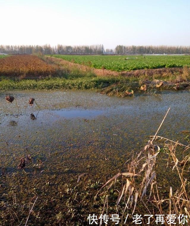 浅谈鲫鱼的食性和习性,足够了解你才能钓到爆护