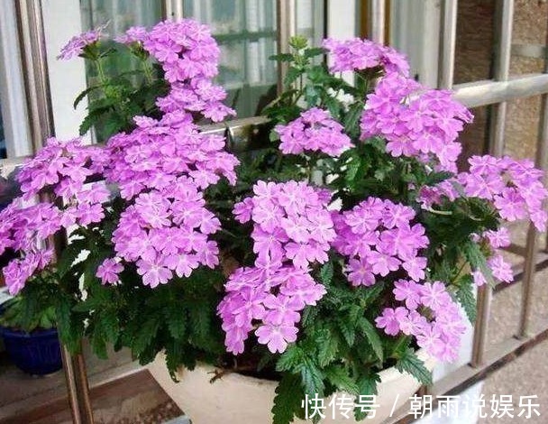 枝条|这6种漂亮的盆栽植物，原来不用花钱买，后悔现在才知道！