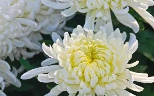 护理|这些食物泡水可以护理我们的肝,为了养生赶紧进来看看,很养生!