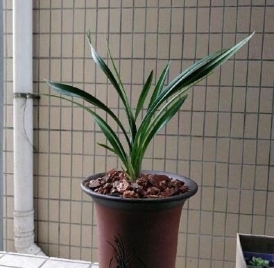 养兰花,想要长得壮,开花多,“这3点”缺一不可,别忽视