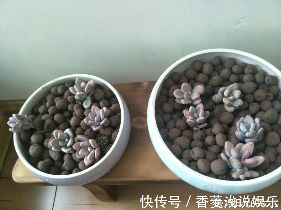 1把核桃垫盆底，不烂根、不招虫，疯长停不下来！