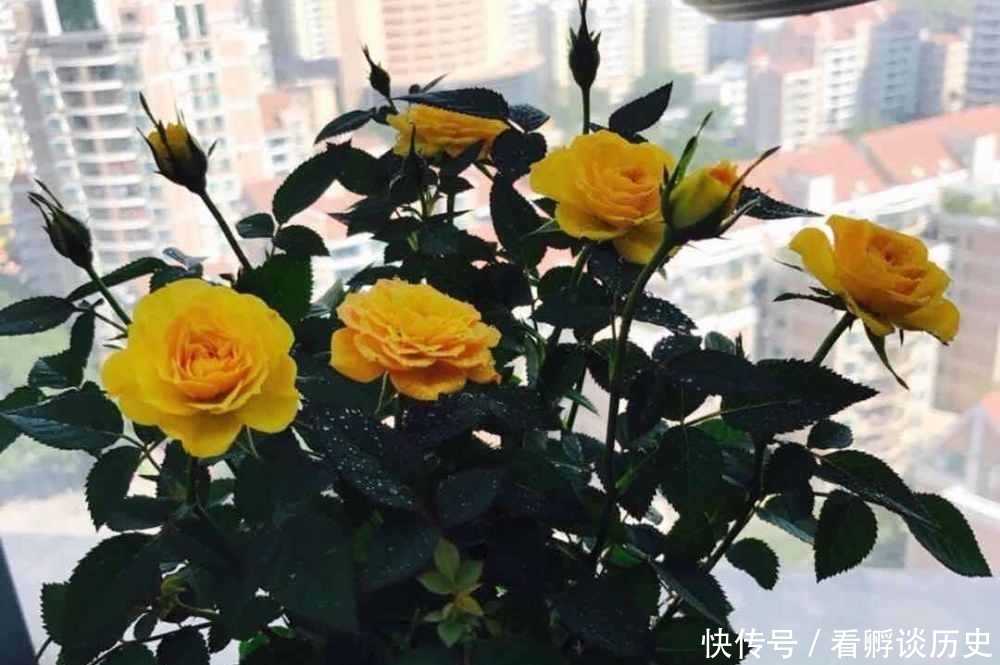 全年开花,栽培容易,此盆栽玫瑰值得入手,看了之后心动吗?