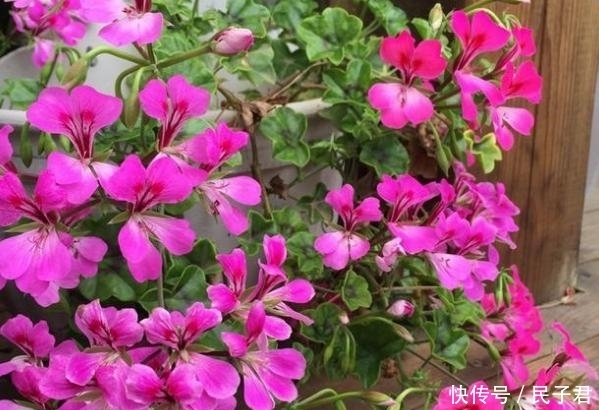 夏天|夏天养花注意了,这4种花千万别乱浇水,越浇越死的快