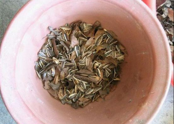 养花技巧花草换盆不懂这3点难怪换完盆就黄叶枯死