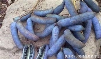 比榴莲还要恶心的水果, 剥开外皮需要勇气, 吃果肉更是要胆大