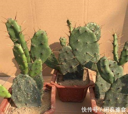 购买|成功将仙人球叶仙嫁接一起,成品非常漂亮,园艺家出千元购买
