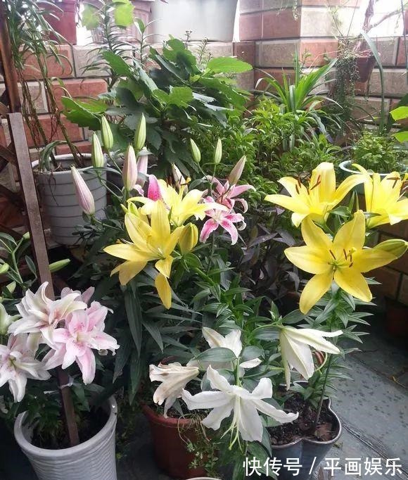 沾土就活,种门口长成一大簇,邻居天天跑来看!