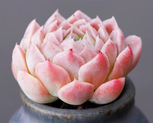 多肉水晶月影怎么养教你3个小妙招，养出饱满剔透的水晶月影