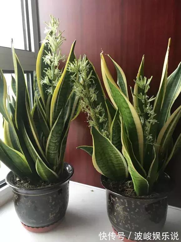 新芽|虎尾兰盆里加点2种“液体”，新芽不断，叶子挺拔，开花特香！