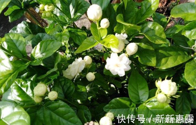 茉莉花养护“小诀窍”，小苗变大树，枝叶繁茂开花多，就差这几步