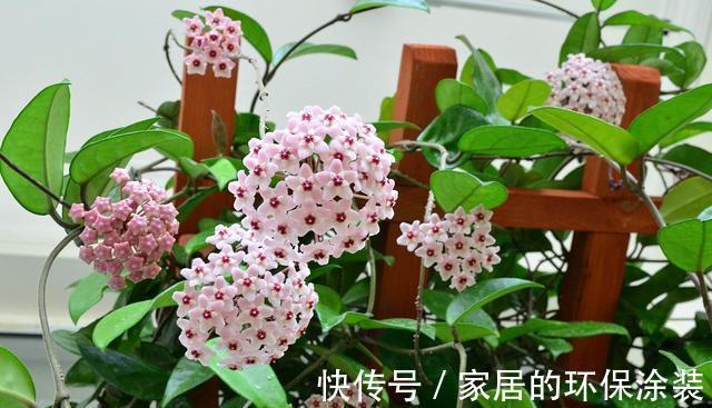 花友|哪些花不怕渴？这些花耐旱能力一流，适合“懒人”花友养！
