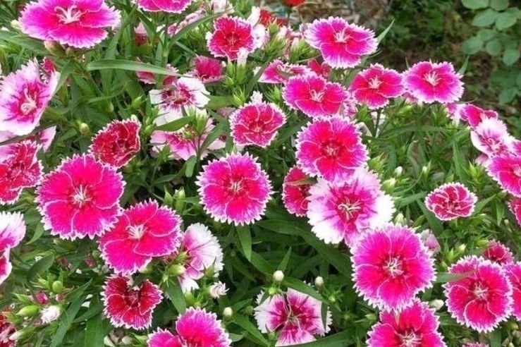 家里就养4种花,养人又旺财,开花富贵吉祥,变成有钱人!