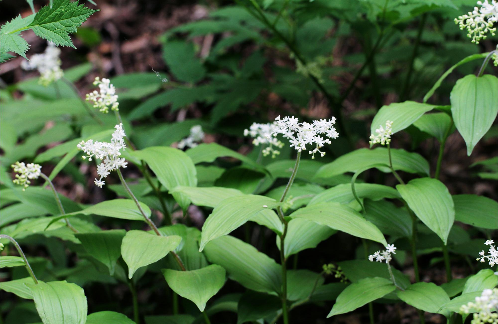 鹿药|山里一种野草,果实似樱桃,对肾有好处,价值珍贵人称“盘龙七”