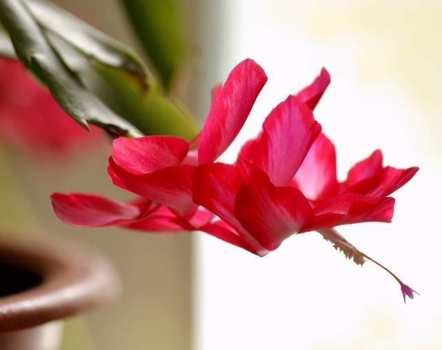 蟹爪兰花败后,做好5步处理法,没准还能再开一波!