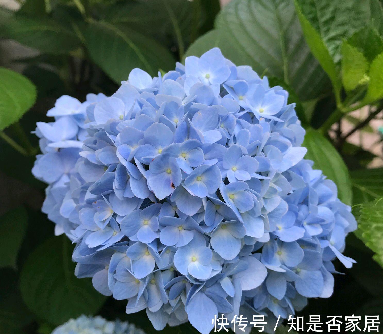绣球花|养花试试这几款,花开绚烂醒目,有着欢畅热烈的空气
