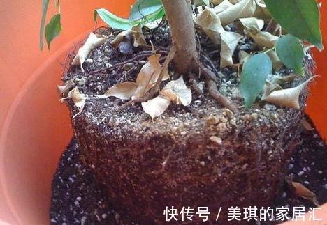 浇水|想要养好花先要养好根，根养好了，花儿才能长得旺，开花多