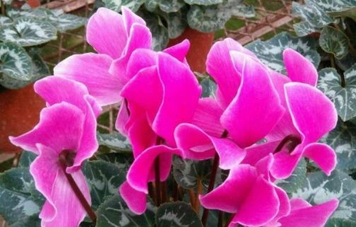 春天种植此款植物，花期一到轻松开爆盆，花色鲜艳，香飘溢满屋