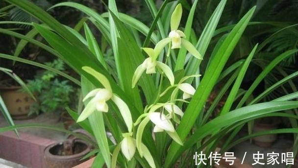 养殖|兰花长得像草,叶片干黄,赶紧此样做,入秋注意3点,长势旺